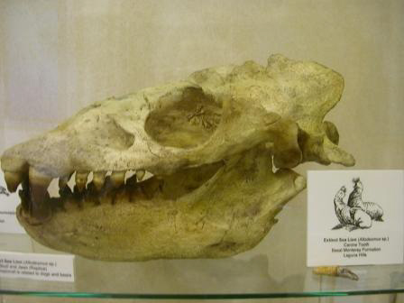Allodesmus Skull and Jaws